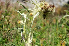 Cirsium funkiae