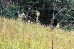 Cirsium funkiae