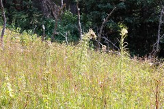 Cirsium funkiae