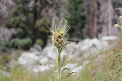 Cirsium funkiae