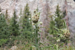 Cirsium funkiae