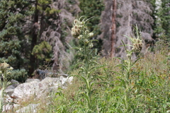 Cirsium funkiae