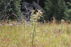 Cirsium funkiae