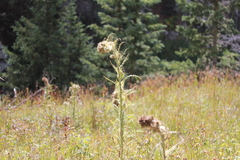 Cirsium funkiae