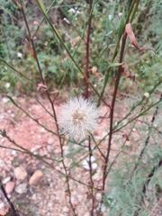 Taraxacum mongolicum
