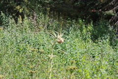 Cirsium funkiae