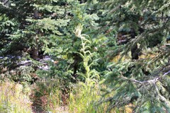 Cirsium funkiae