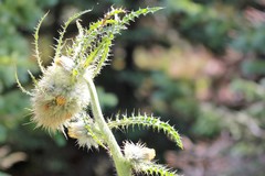 Cirsium funkiae