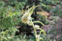 Cirsium funkiae