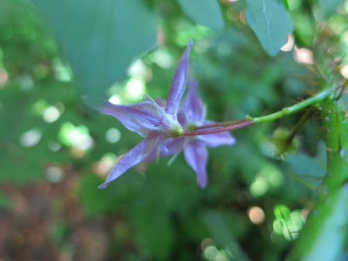 Solanum mahoriense image