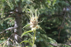 Cirsium funkiae
