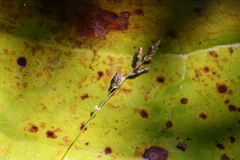 Glyceria elata