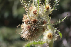 Cirsium funkiae