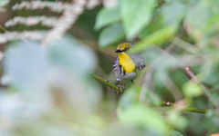 Setophaga pityophila