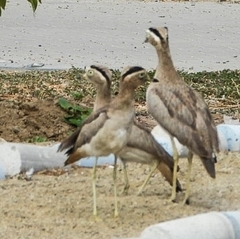 Burhinus superciliaris