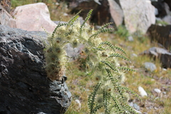 Cirsium funkiae