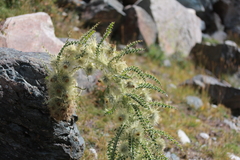 Cirsium funkiae