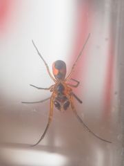 Leucauge fastigata