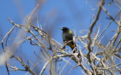 Icterus melanopsis