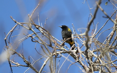 Icterus melanopsis