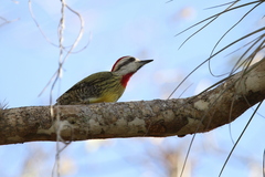 Xiphidiopicus percussus