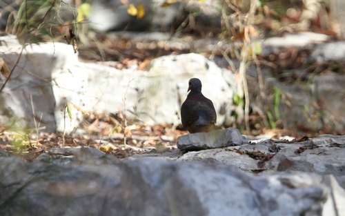 Grey-fronted Quail-Dove (Geotrygon caniceps), photo 9