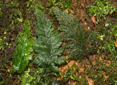 Abrodictyum elongatum