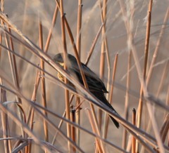 Emberiza cioides