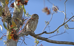 Glaucidium siju