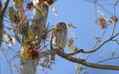 Glaucidium siju
