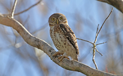 Glaucidium siju