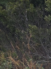 Setophaga coronata coronata