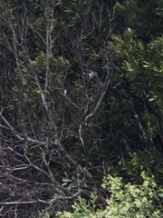 Setophaga coronata coronata