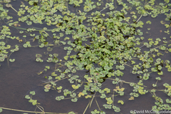 Ranunculus hederaceus