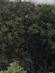 Setophaga coronata coronata