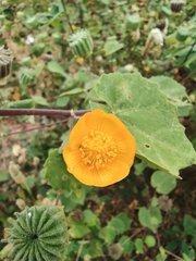 Abutilon indicum
