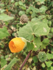 Abutilon indicum