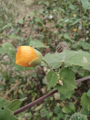 Abutilon indicum