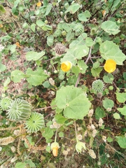 Abutilon indicum