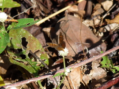 Aricoris propitia