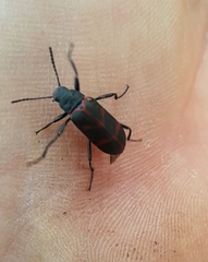 Poecilesthus geometricus