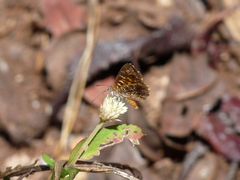 Aricoris propitia
