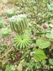 Abutilon indicum