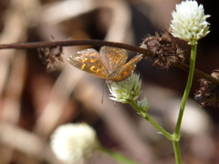Aricoris propitia