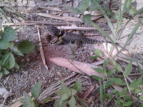 Zempoala Bar-bellied Lizard, Sceloporus sugillatus