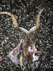 Lithobates kauffeldi