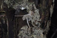 Mycena cinerella