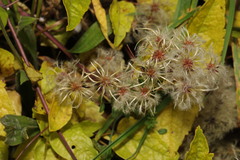 Plamienok plotný (Clematis vitalba): pôvod a využitie — fotografia 3