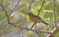 Vireo gundlachii