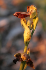 Ophrys fusca iricolor
